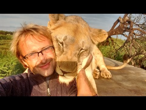 A Love Story of Man and Lion      История любви человека и льва