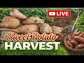 Sweet Potato | MedMitra is live