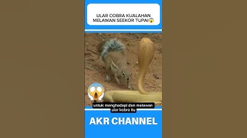 Ular cobra kualahan melawan seekor tupai⁉️😱#shorts
