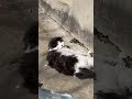 Сонячні ванни кота Пушика #мамаплюс7 #рівне #cat