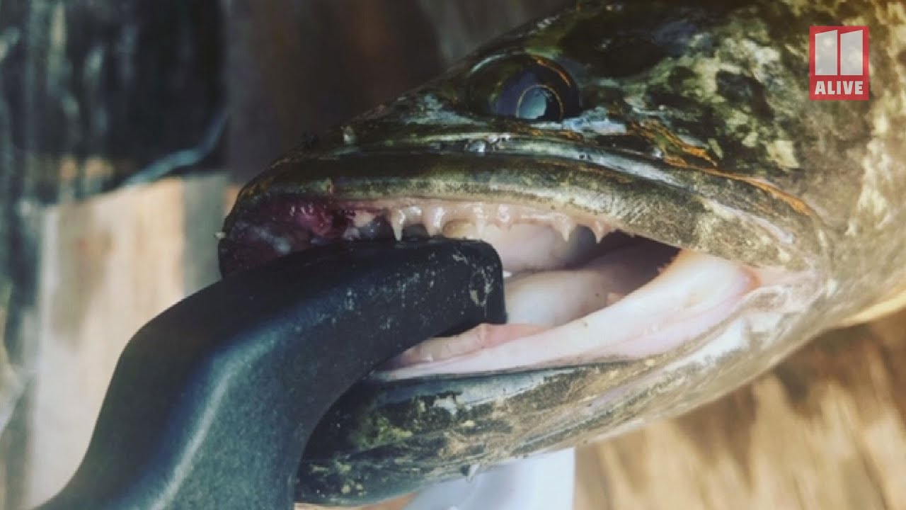 Snakehead Fish Found in Georgia: 'Kill It Immediately'