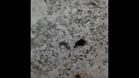1 SUPER ANT, 1 DEAD FLY KEEP'S ON MARCHING