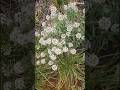 They are growing in the grass.#shortvideo #shorts #flowers #nature