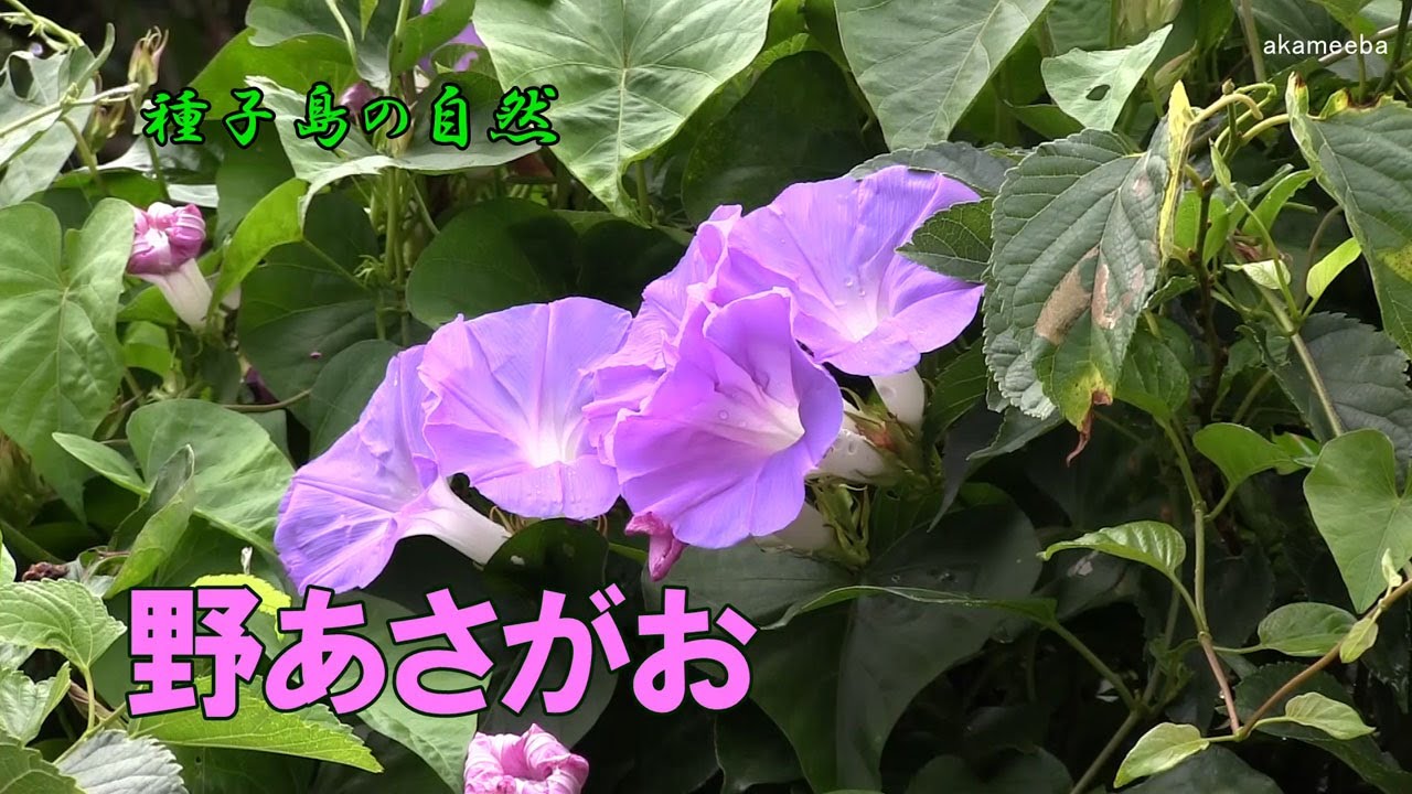 野あさがお 梅雨時期に漏斗形で淡紫色 淡青色の花を咲かせた開花風景 種子島の自然 Youtube