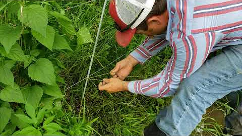 Another goat fencing tip