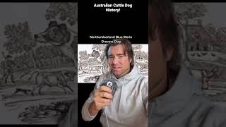 Dog Breed Spotlight  AUSTRALIAN CATTLE DOGS #heeler #cattledog #australian  #dogbreed #history #dog