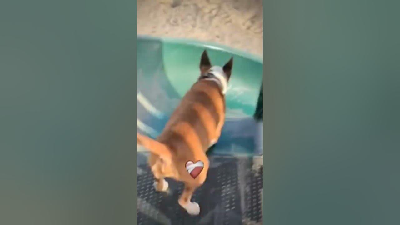Летающая собака 😂😂#shorts #dog #animals - YouTube