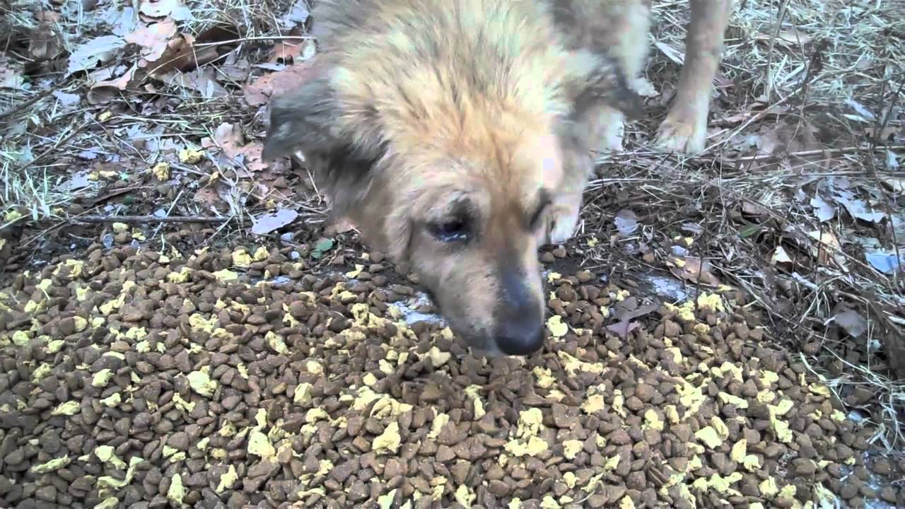 rescue dogs rock nyc Nigel, Nina, and Nigella