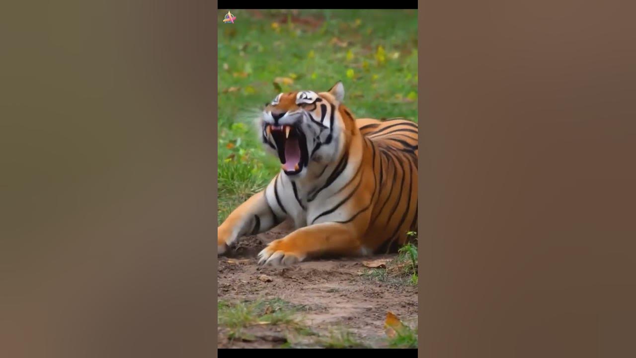 Eye of the Tiger Remix – Workout Motivation