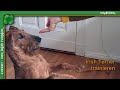 Allgemeines zum Training mit unserem Irish Terrier の動画、YouTube動画。