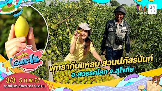 พุทราก้นแหลม สวนปภัสร์นันท์ อ.สวรรคโลก จ.สุโขทัย | เรื่องเด็ดเอ็ดตะโร | 5 ก.พ.67 (3/3)