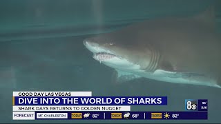 dive into shark days at downtown las vegas hotel
