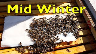 Mid Winter Odds & Ends at Blue Ridge Honey Company