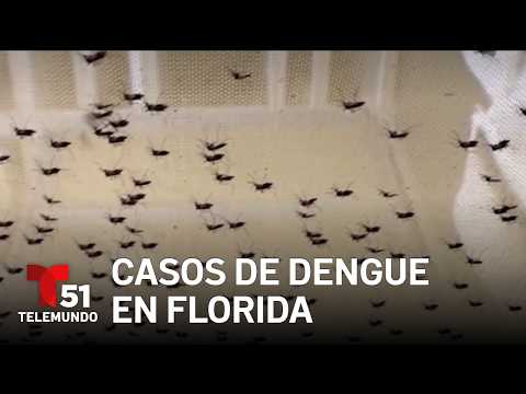 Dengue outbreak in Florida: local case reported in Broward