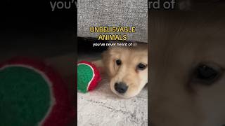 Unbelievable animal you’ve never heard of 👹 #puppy #dogs #dogshorts #goldenretriever #puppyvideos