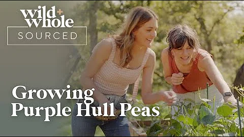 Growing Purple Hull Peas | Wild + Whole Sourced