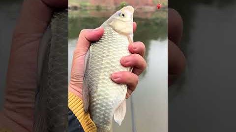Did you catch the big plate crucian carp#Fishing#Woding King Divine Sword Extremely Light