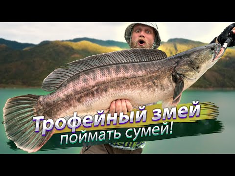 ТРОФЕЙ ЗА ТРОФЕЕМ! Да сколько же тут рыбы?! Гигантский змееголов. Спиннинг