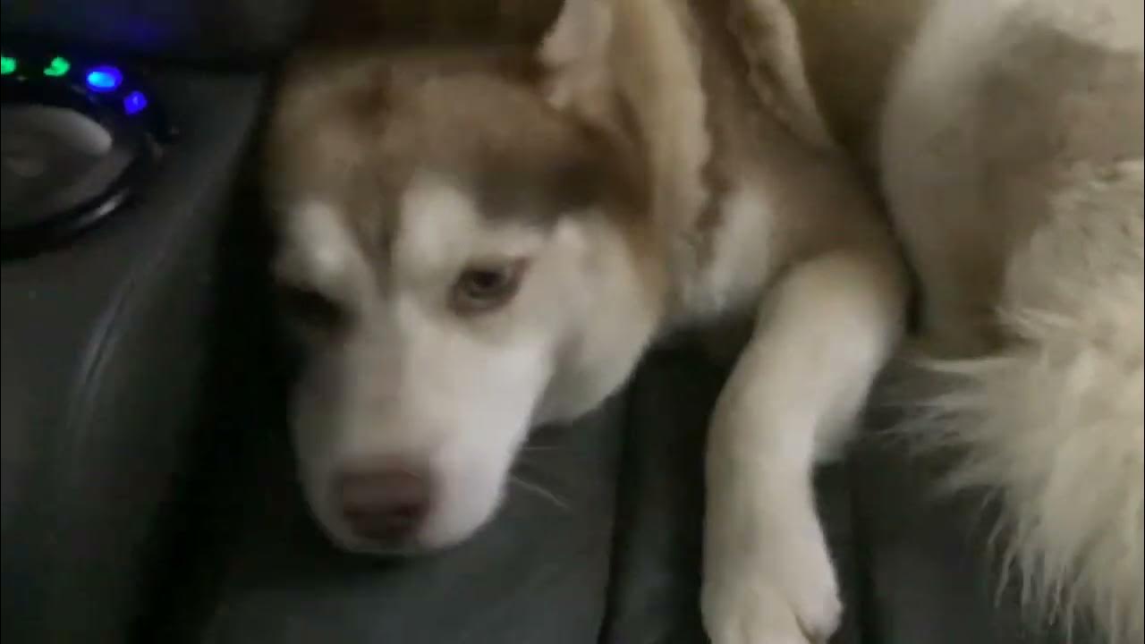 Husky scratching YouTube