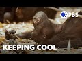 Chimpanzee Adaptations and Challenges