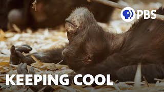 Extreme Heat Is Driving Chimps Into Caves | Evolution Earth