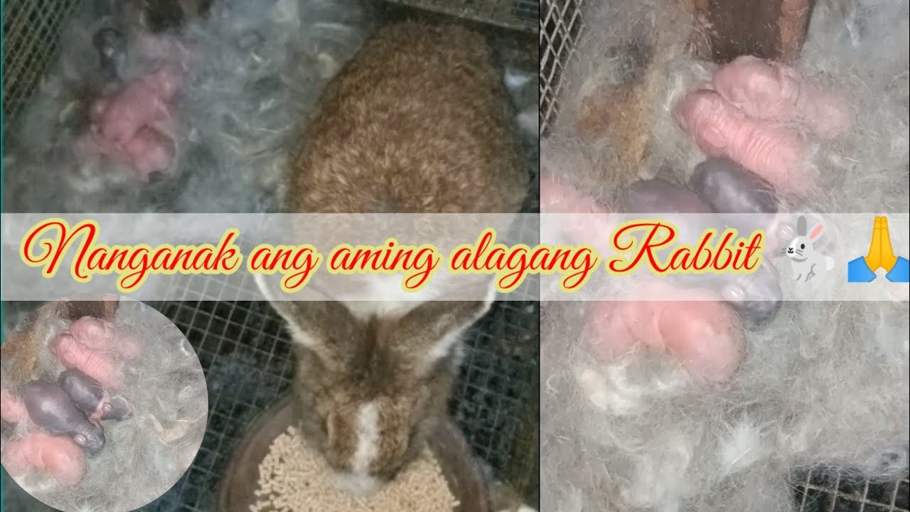 Nanganak ang aming alagang Rabbit, pinakaunang Rabbit bigay ng aking ...