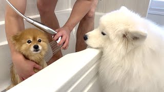 My Dog Has a Lot To Say About Her Brother Dog's Grooming Session