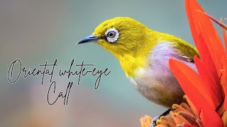 Oriental white-eye Call | Oriental white-eye bird call | Indian White-eye Call |