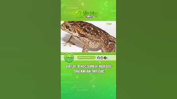 Gia Lai: 9 học sinh bị ngộ độc sau khi ăn thịt cóc #ngodoc #thitcoc #antoanthucpham