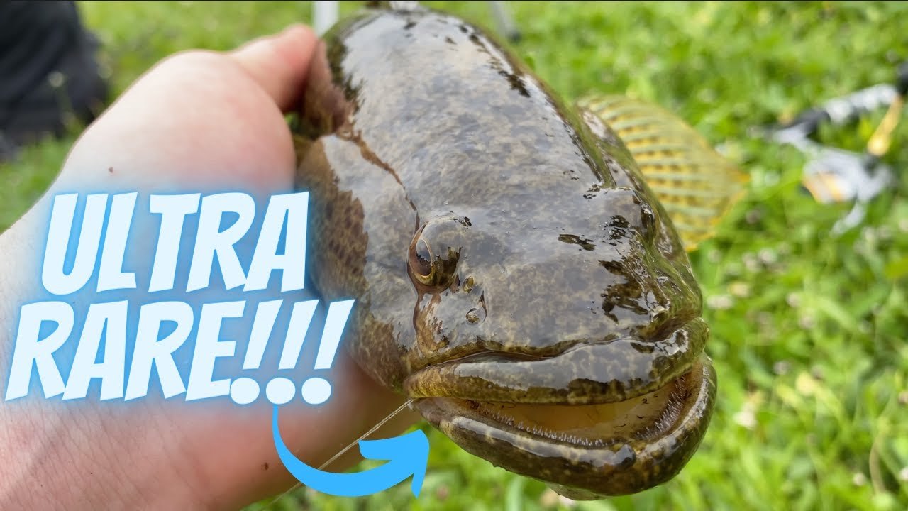ULTRA RARE Bigmouth Sleeper caught in POND 