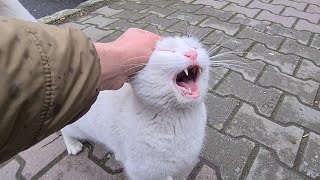 Angry White Cat that turns into the world's most Angry and Psycho Cat when touched.