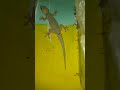 lizard video #big lizard #chhipkali video #gecko video #big lizard video #big chhipkali video#lizard