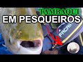 TAMBAQUI EM PESQUEIROS, ISCA E TÉCNICA | EP #10