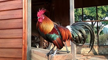 qaib qus f3 2 xyoo qaib