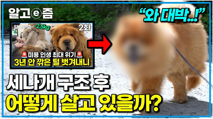 2.5kg 털 벗겨냈던 차우차우 화목이! 세나개 구조 후 근황은? 행복한 견생을 만들어 주고 있는 사람들｜세상에 나쁜 개는 없다｜알고e즘