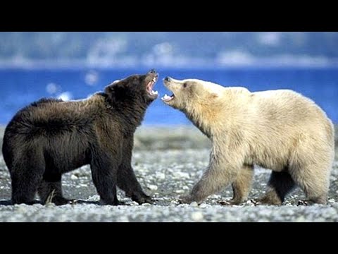 Video: Berapa Berat Beruang Putih Dan Coklat?
