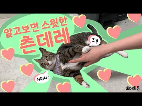 [장난감 나라의 트론이] <strong>EP</strong>. 53 내가 바로 츤데레 고양이 │ The Sweetest Cat <strong>EVER</strong>