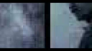 Computer captures images of what cat sees