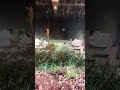 Triturado de poda de olivo en olivar súper intensivo #automobile #farming #sibima #agriculture
