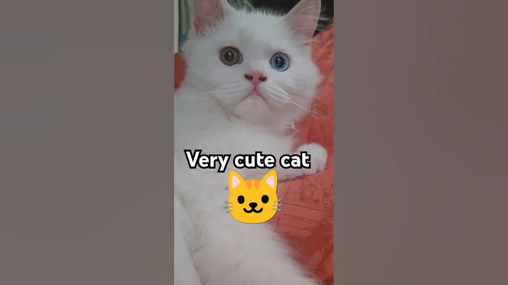 Video 9655491: persian cat dancing, cat nice dance