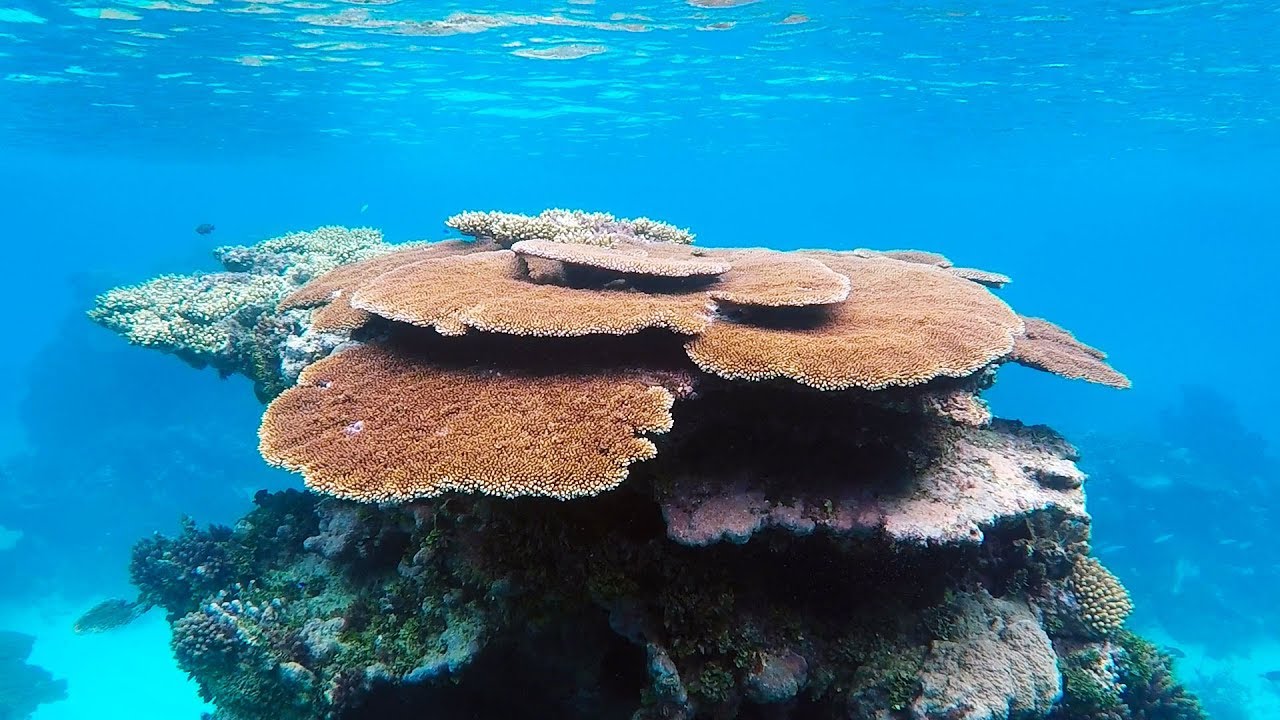 Ep 162 | Gigantic Coral Formations, Kelefesia Island, Tonga, Sailing Pacific Nutshell