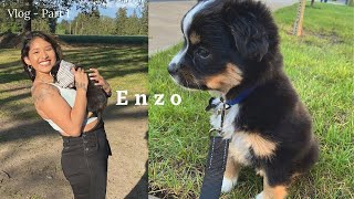Meet My Mini Aussie Enzo | Part 1