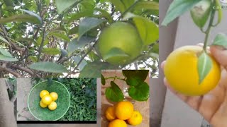 Plucking fresh oranges || Fresh oranges 