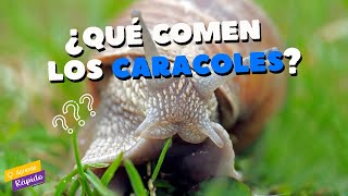 💡⚡Aprende Rápido - Descubre qué comen los CARACOLES 🐌