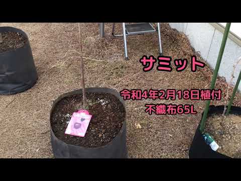 サクランボ 栽培記録① 令和4年2月19日 hqdefault