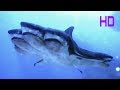 5 HEADED SHARK ! MOST DANGEROUS-5 ဦးခေါင်းငါးမန်း-5 TUBARÃO RODADO-5 رأس القرش