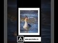 Ducks, Birds and Seal Photos at the Reversing Falls Wildlife of the Bay of Fundy, Saint John NB