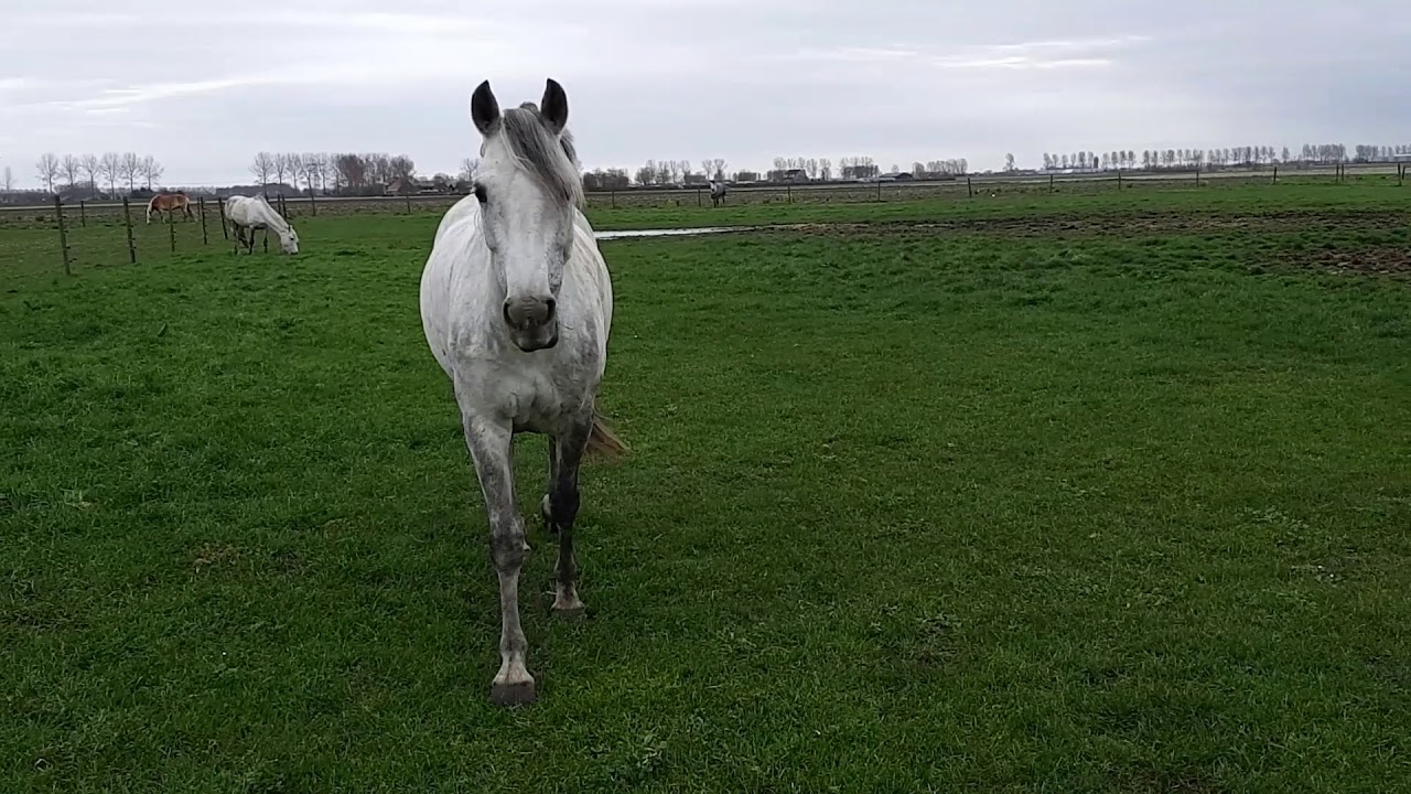 Vlog Manege Oostmoer 20-03-2020, paarden en pony's naar de wei!