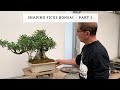 Shaping Ficus Bonsai - Part 1