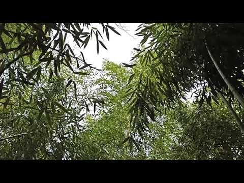 22 01 2021 заросли бамбука ბამბუკი на болоте в Кобулети Грузия Видео Артур Мартиросян